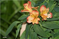 8b90cf2e-IMG_8181 alstromeria.jpg